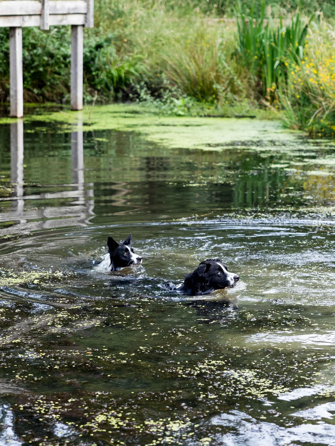 Balade en forêt avec La Meute Caennaise près de Caen