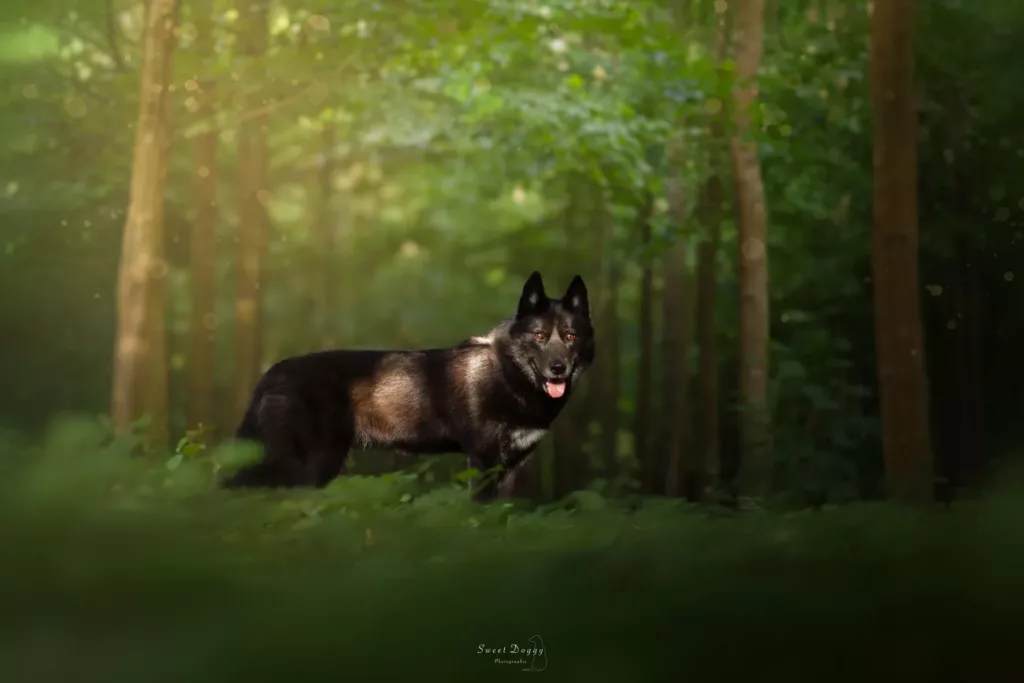 foret-difs-08