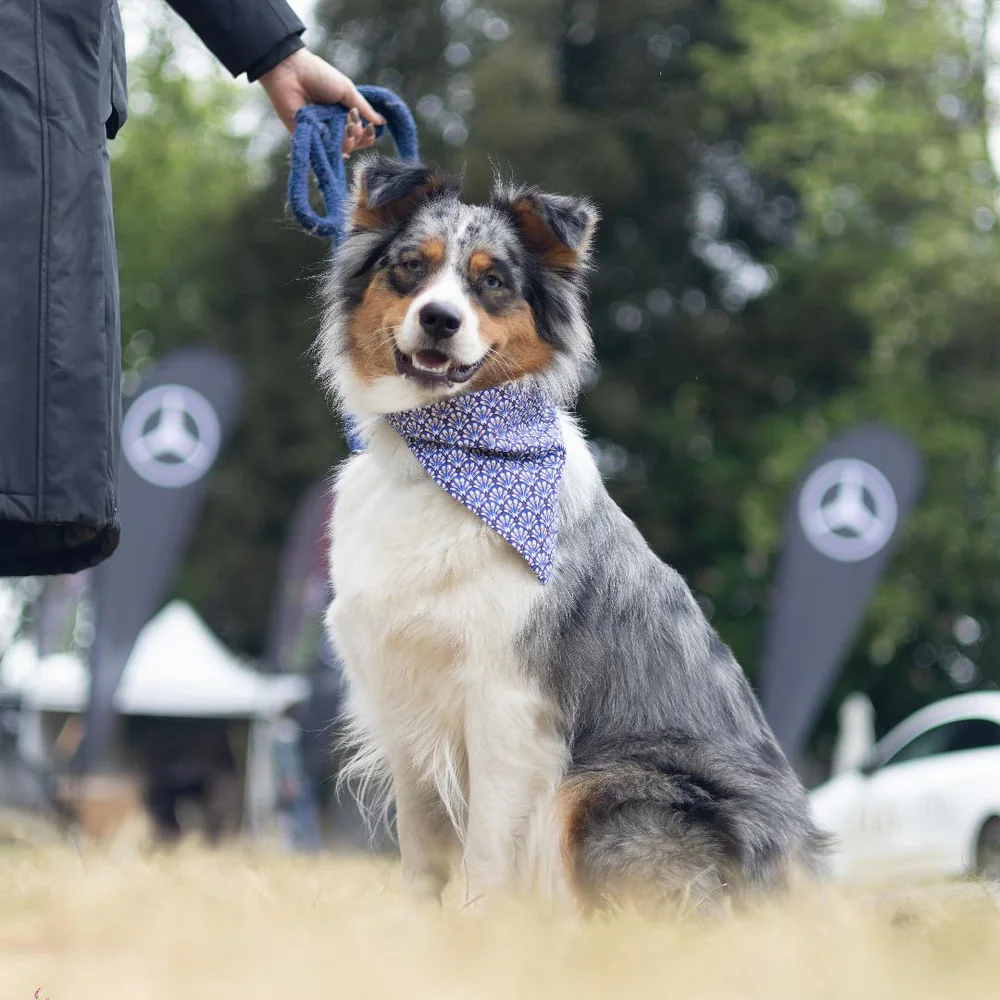 Chien portant un bandana Happi Pets Normandie